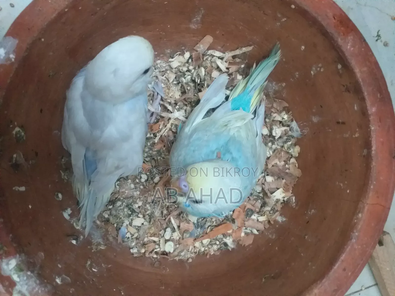 Two chicks and a pair of Budgerigar birds for sale.