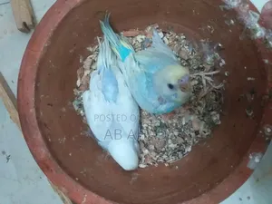 Two chicks and a pair of Budgerigar birds for sale.