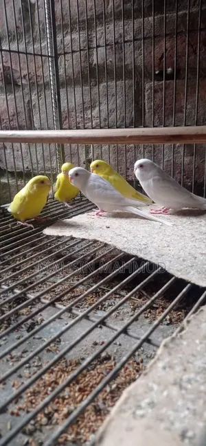 Budgerigar birds for sale