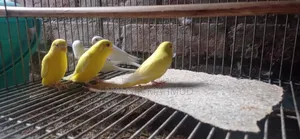 Budgie birds for sale