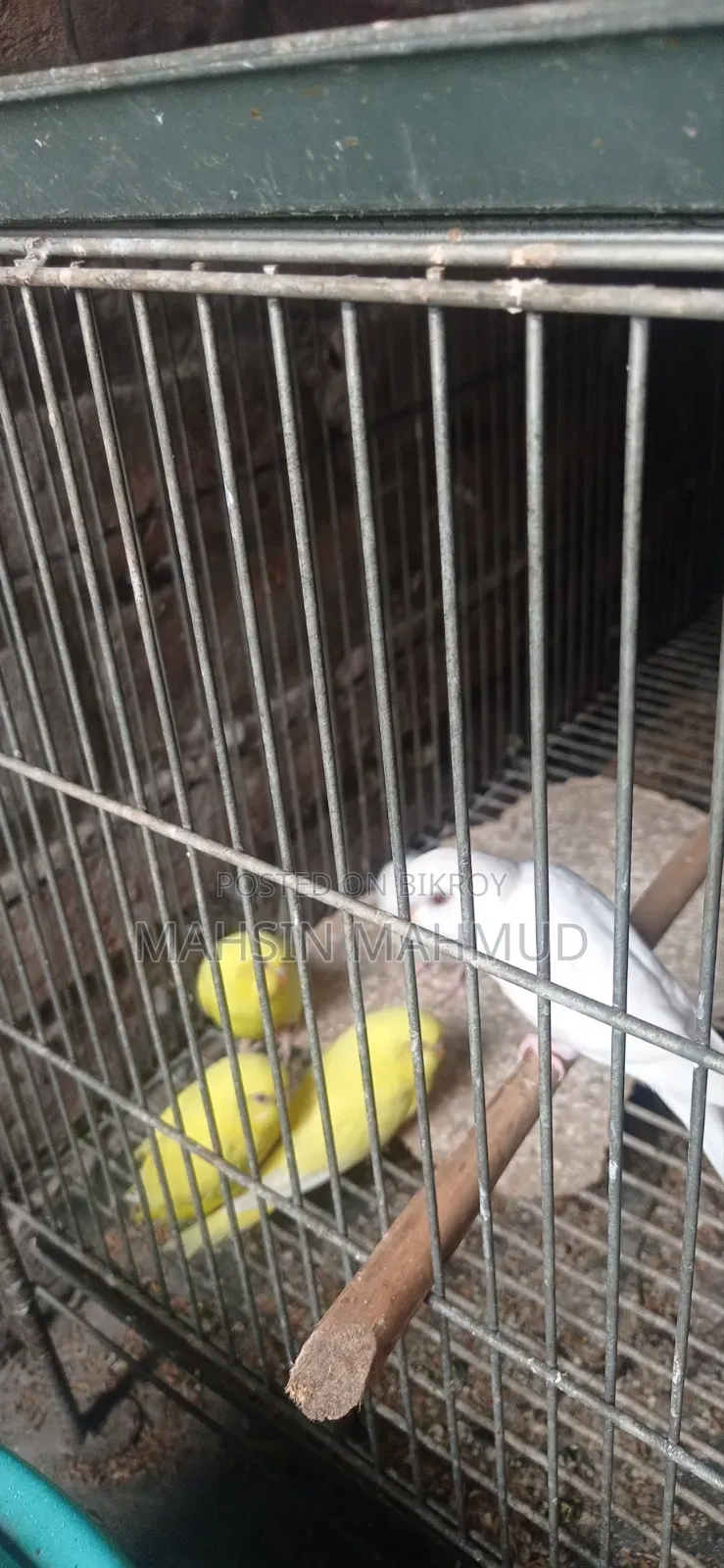 Budgie birds for sale