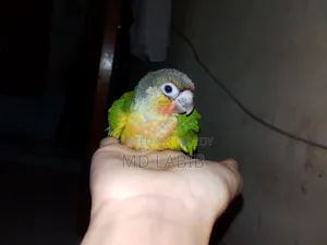 One Piece Time Size Green Check Conure Baby High Quality