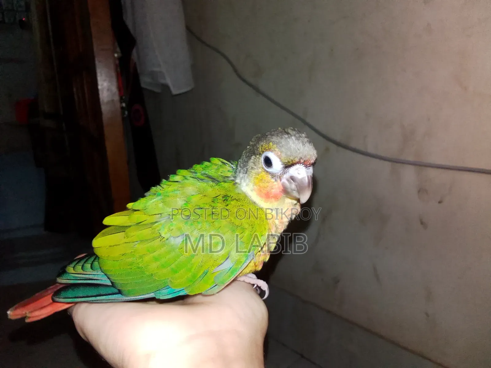 One Piece Time Size Green Check Conure Baby High Quality