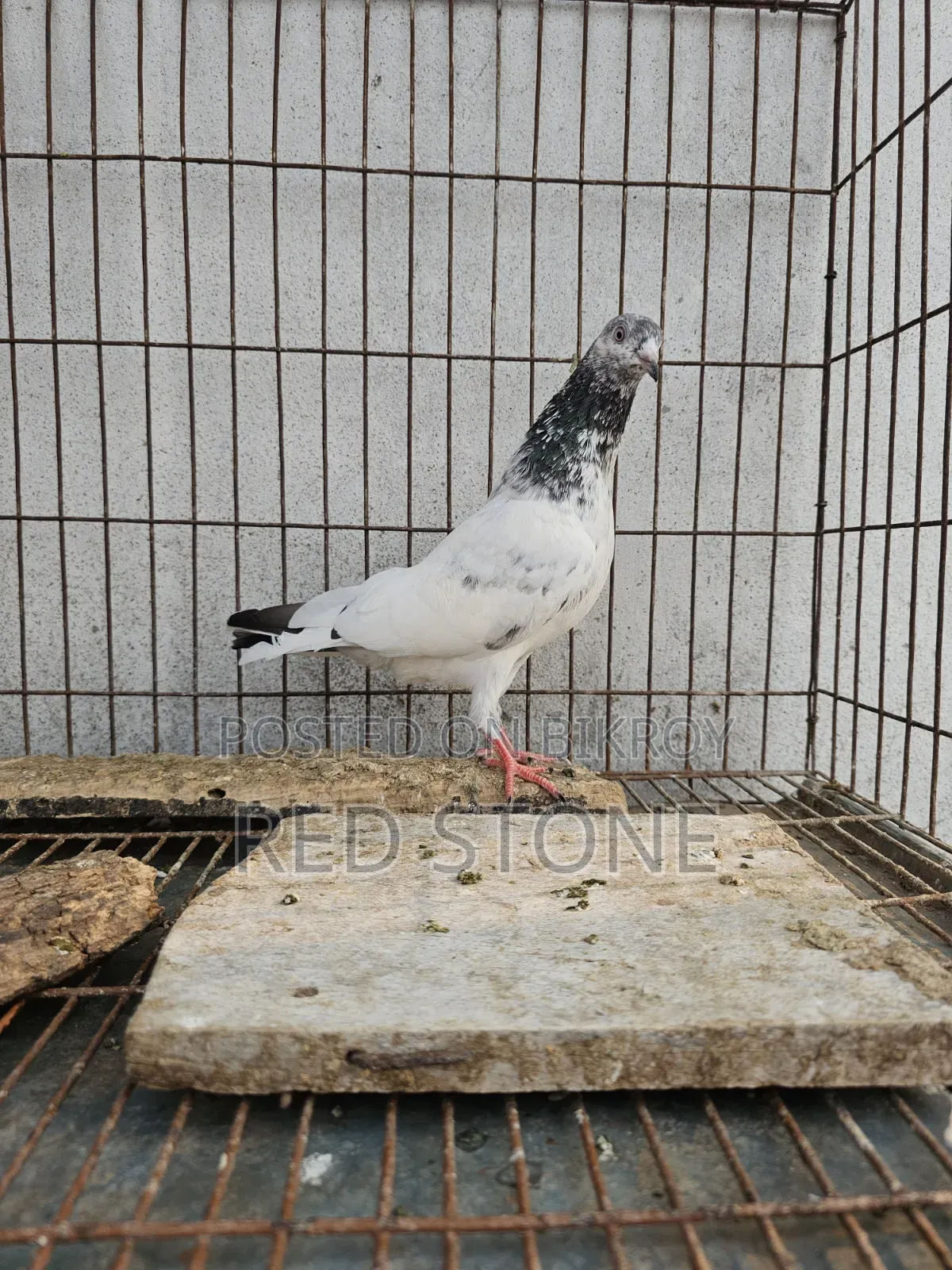 Caught Red Piling Male and Foreign Female Pigeon