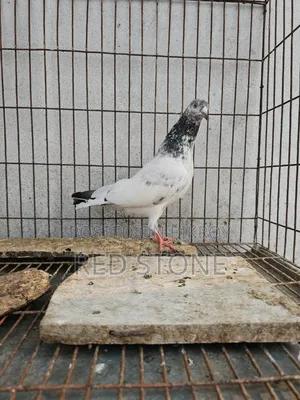 Caught Red Piling Male and Foreign Female Pigeon