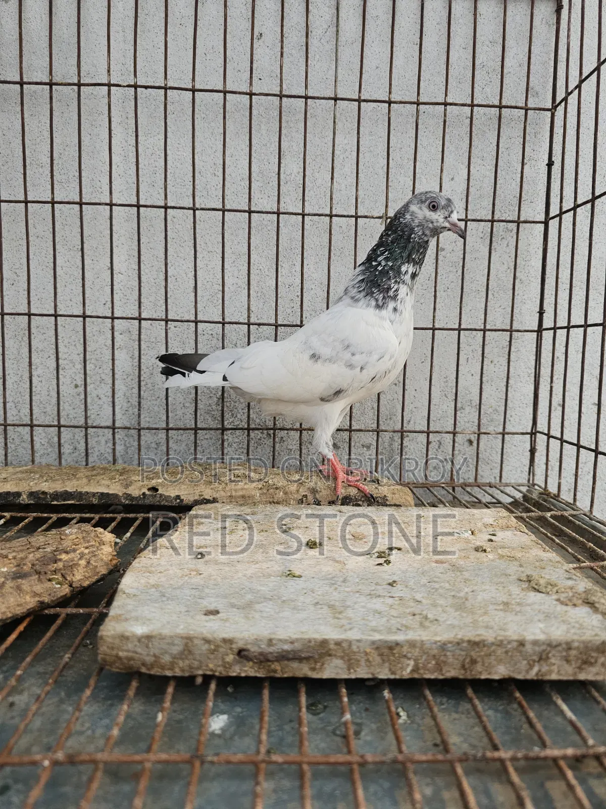 Caught Red Piling Male and Foreign Female Pigeon