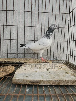 Caught Red Piling Male and Foreign Female Pigeon