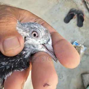 Caught Red Piling Male and Foreign Female Pigeon