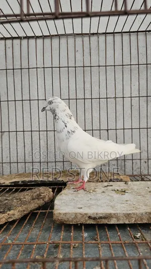 Caught Red Piling Male and Foreign Female Pigeon