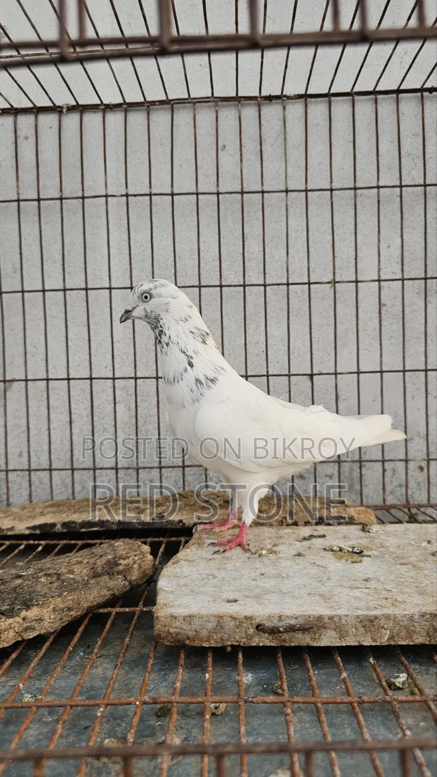Caught Red Piling Male and Foreign Female Pigeon