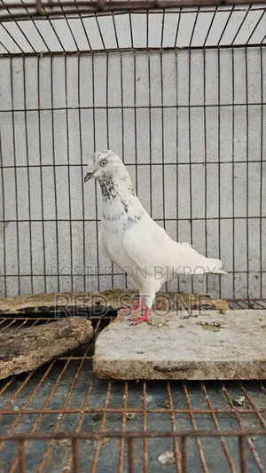Caught Red Piling Male and Foreign Female Pigeon