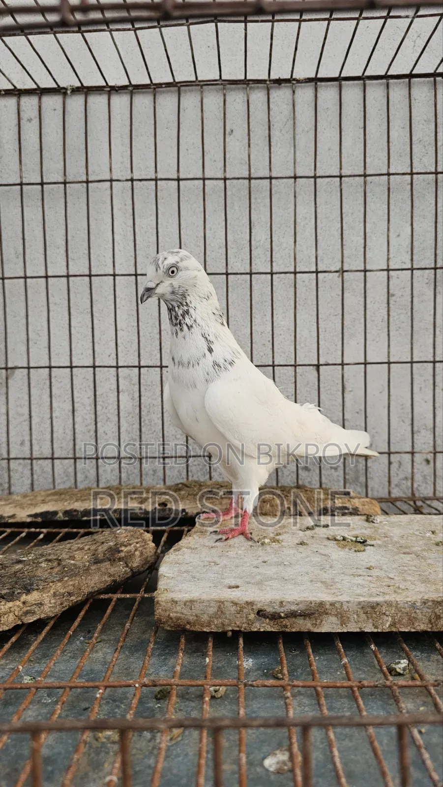 Caught Red Piling Male and Foreign Female Pigeon