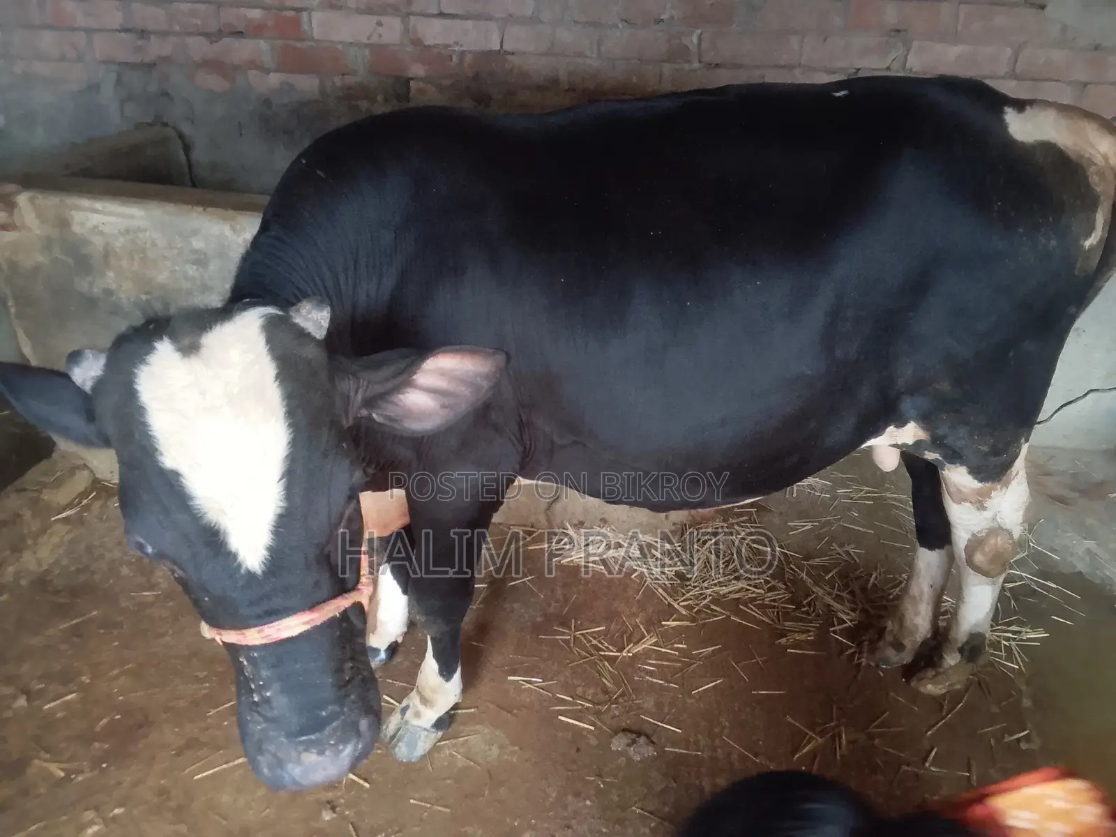 Healthy and Strong Cow