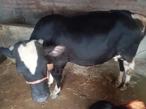 Healthy and Strong Cow