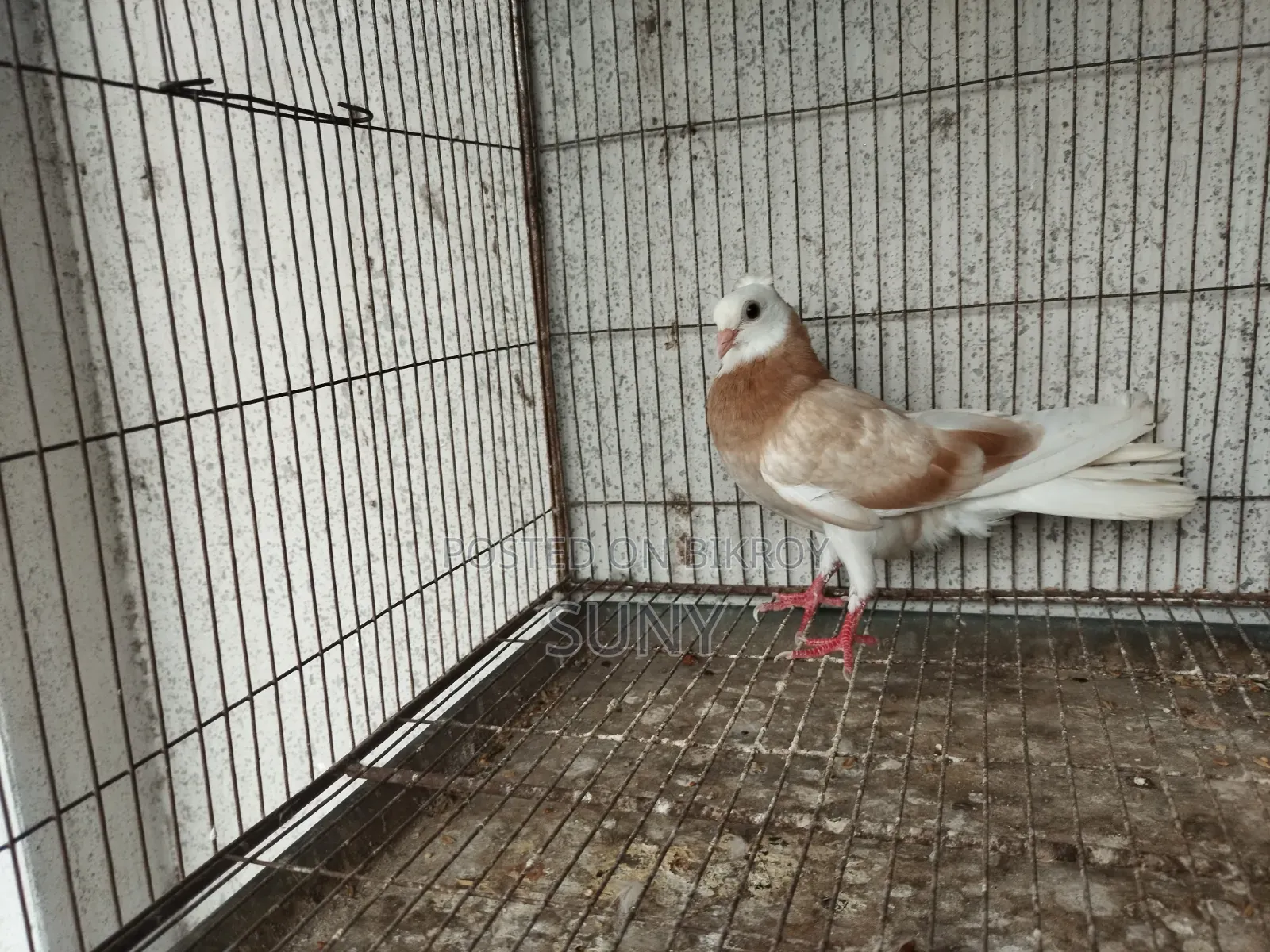 Yellow Gorra Female Chick