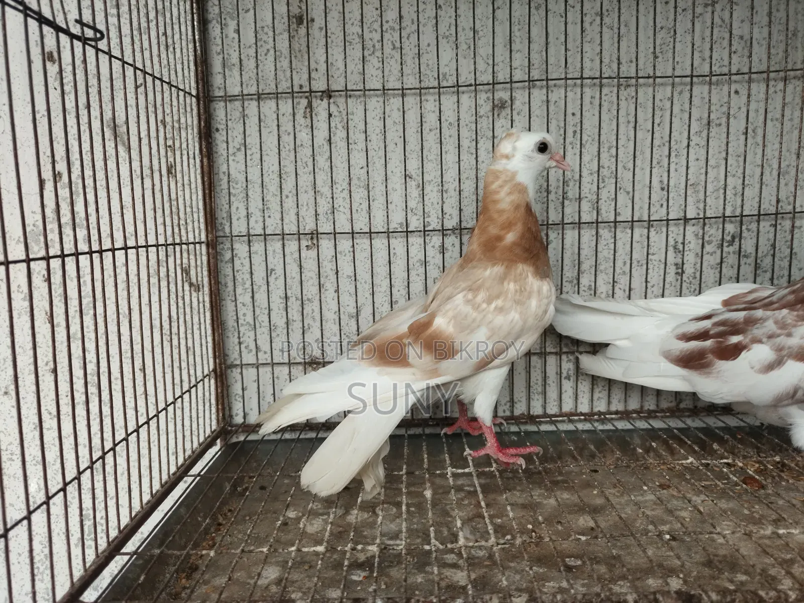 Yellow Gorra Female Chick