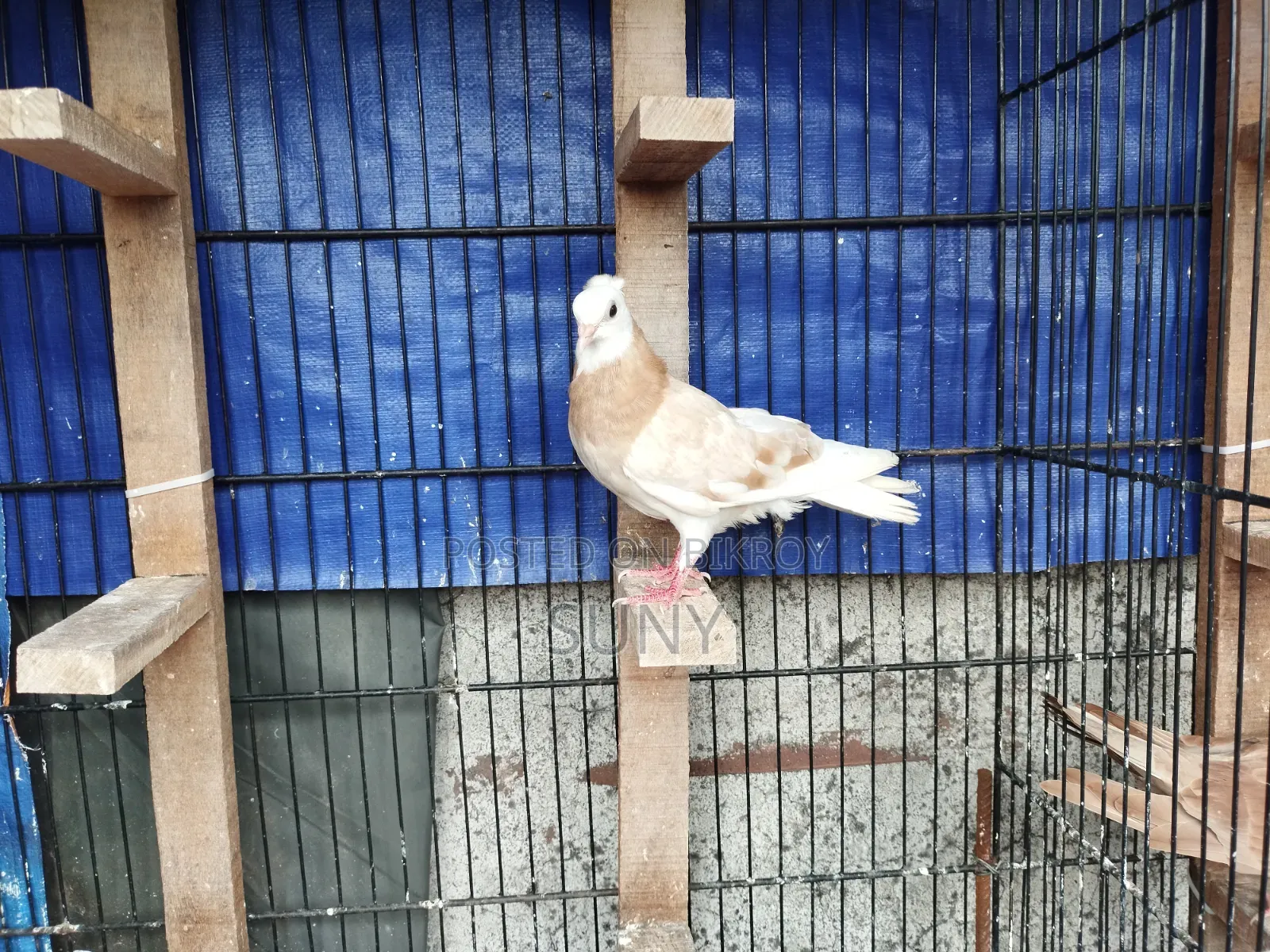 Yellow Gorra Female Chick