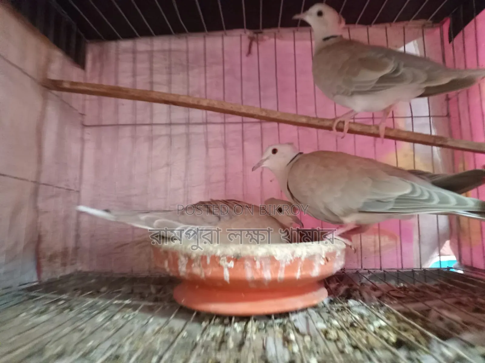 Ring Neck Dove Full Set Up