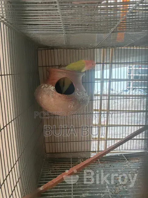 Love Bird Pair