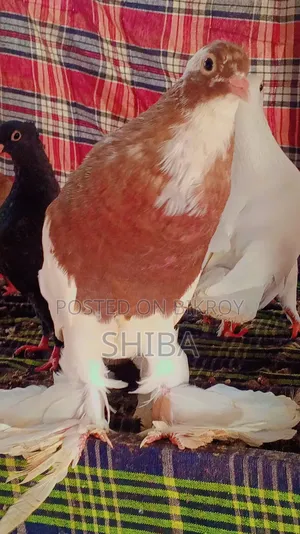 Shirazi pigeons for sale
