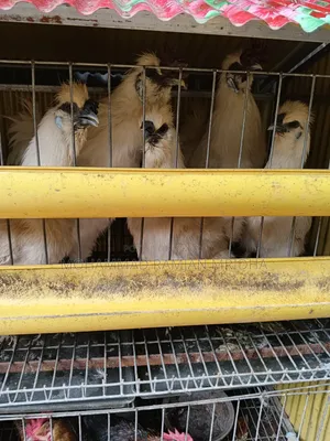রানিং ডিম পাড়া