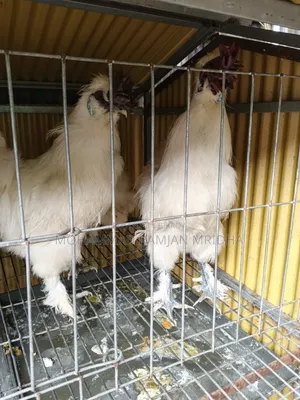 রানিং ডিম পাড়া