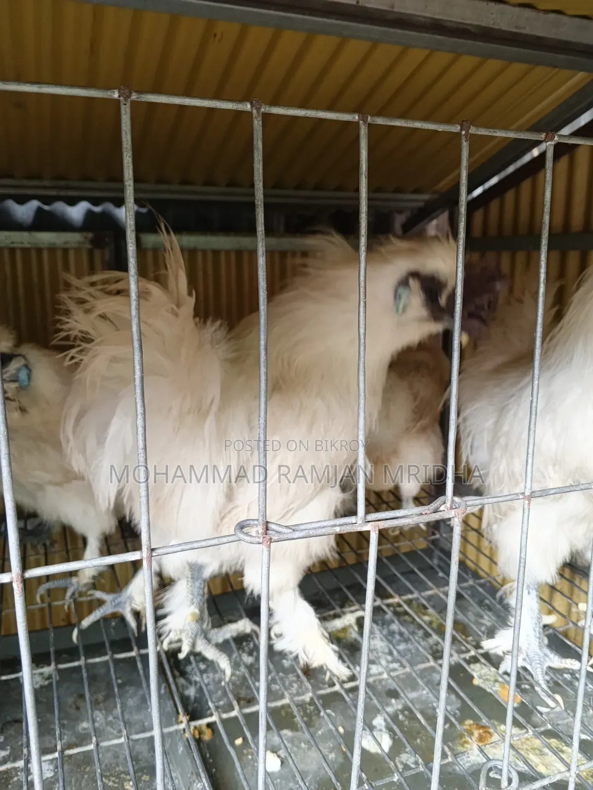 রানিং ডিম পাড়া