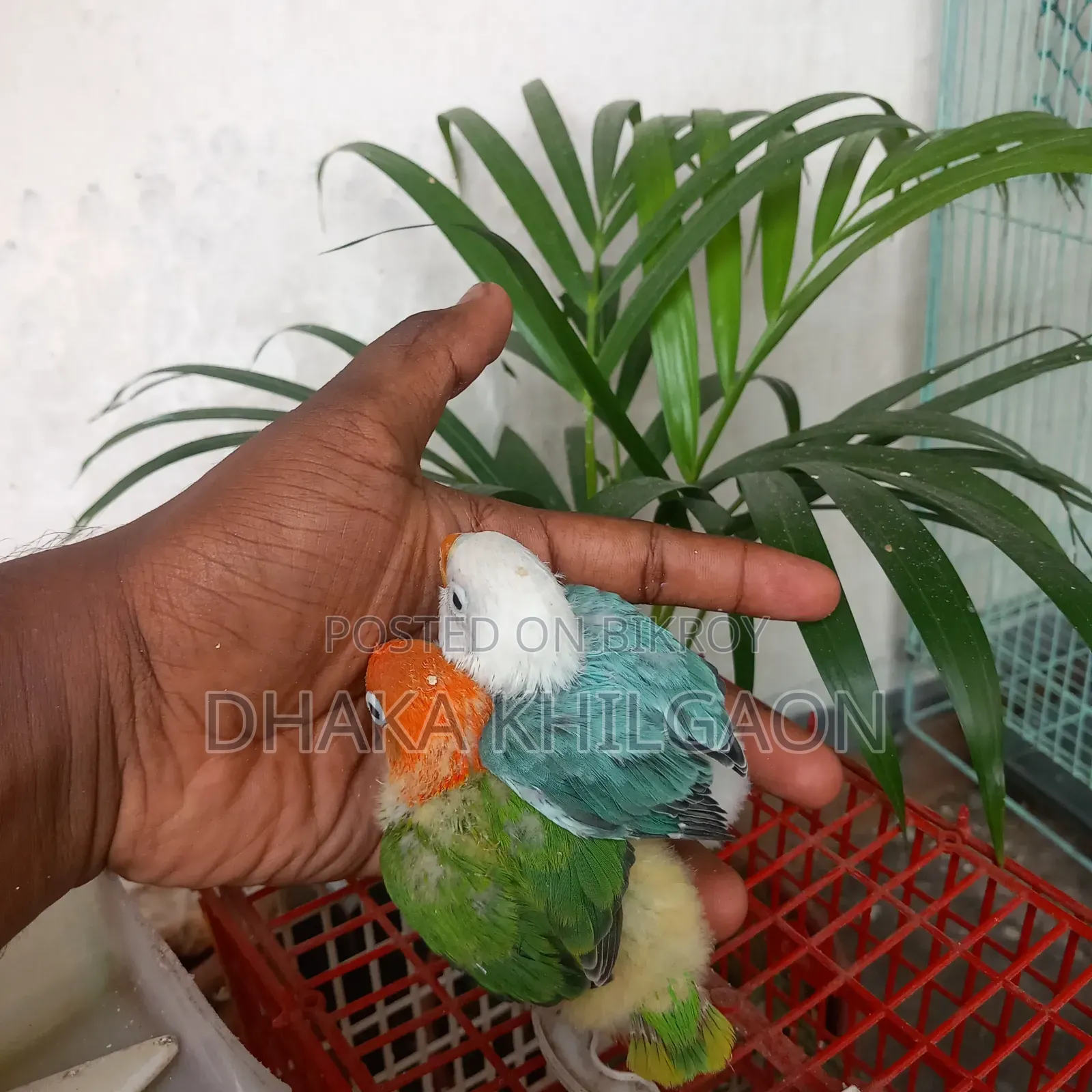 Blue Opaline X Green Opaline Split Blue 4 pieces