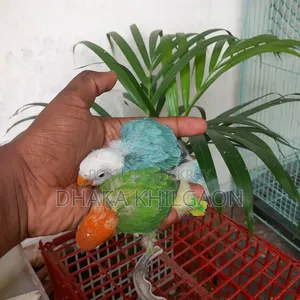 Blue Opaline X Green Opaline Split Blue 4 pieces