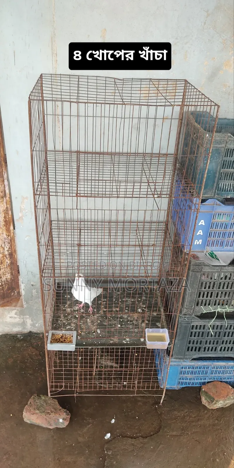 Sale post, pictures of all pigeons are given below.
