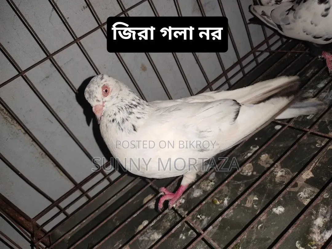 Sale post, pictures of all pigeons are given below.