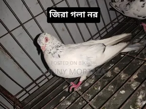Sale post, pictures of all pigeons are given below.