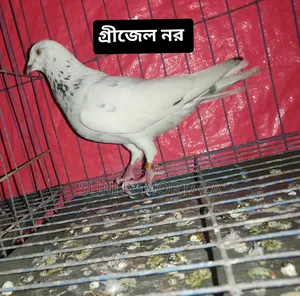 Sale post, pictures of all pigeons are given below.