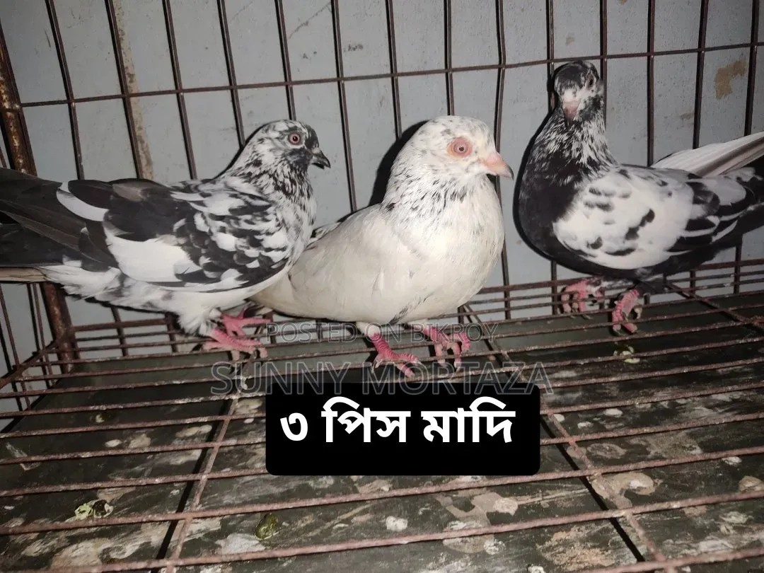 Sale post, pictures of all pigeons are given below.