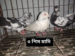 Sale post, pictures of all pigeons are given below.