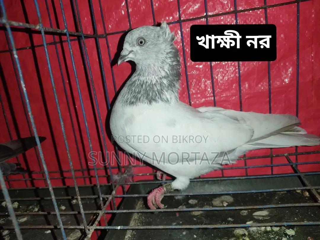 Sale post, pictures of all pigeons are given below.