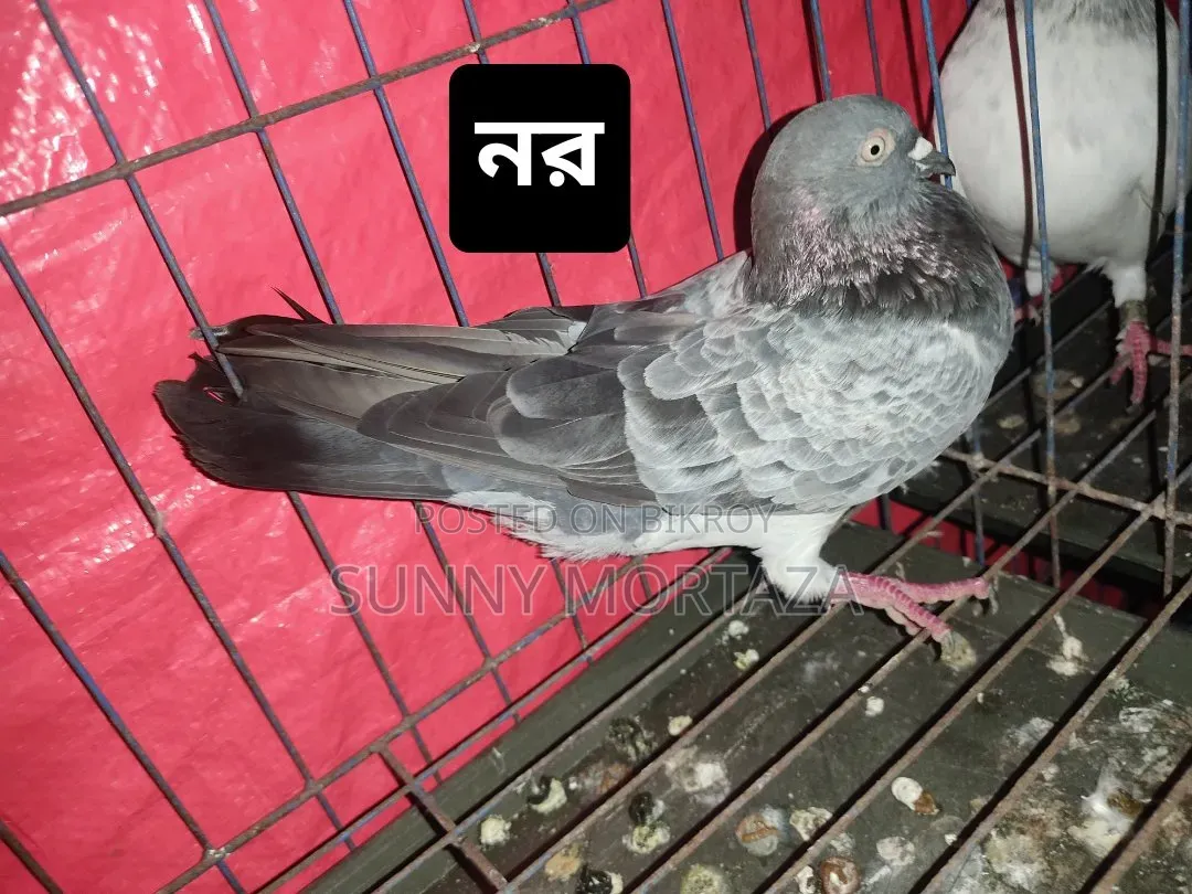 Sale post, pictures of all pigeons are given below.
