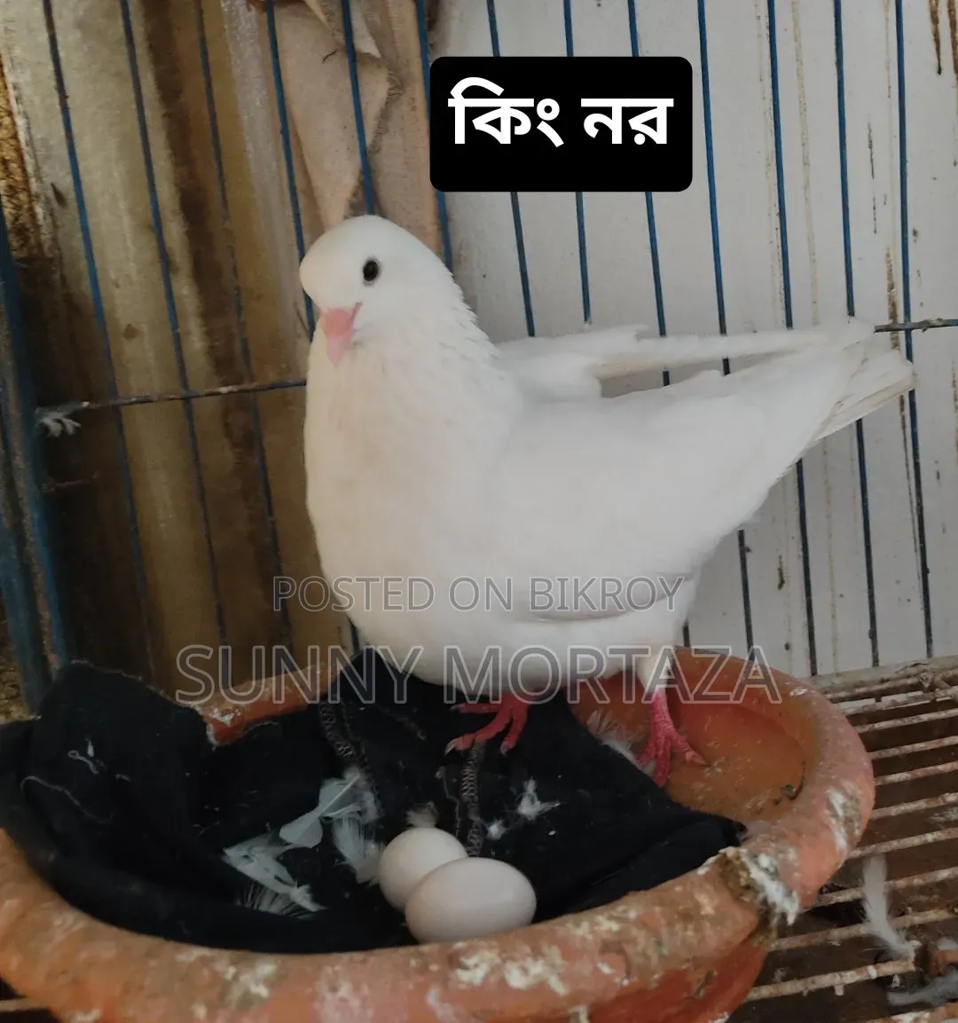 Sale post, pictures of all pigeons are given below.