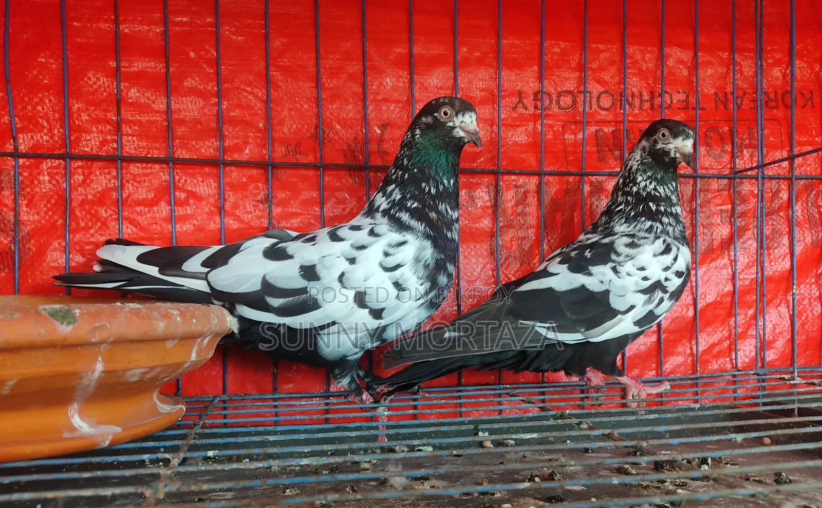 Sale post, pictures of all pigeons are given below.