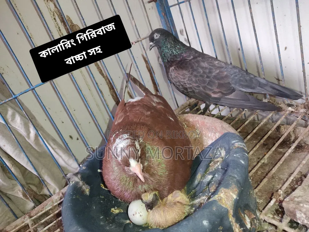 Sale post, pictures of all pigeons are given below.