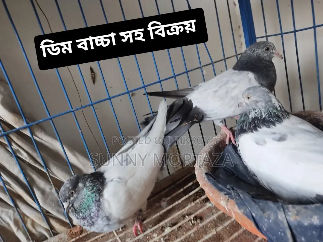 Sale post, pictures of all pigeons are given below.