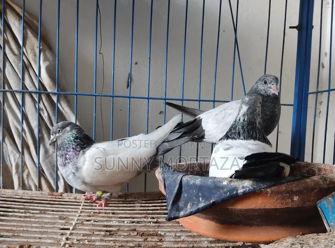 Sale post, pictures of all pigeons are given below.