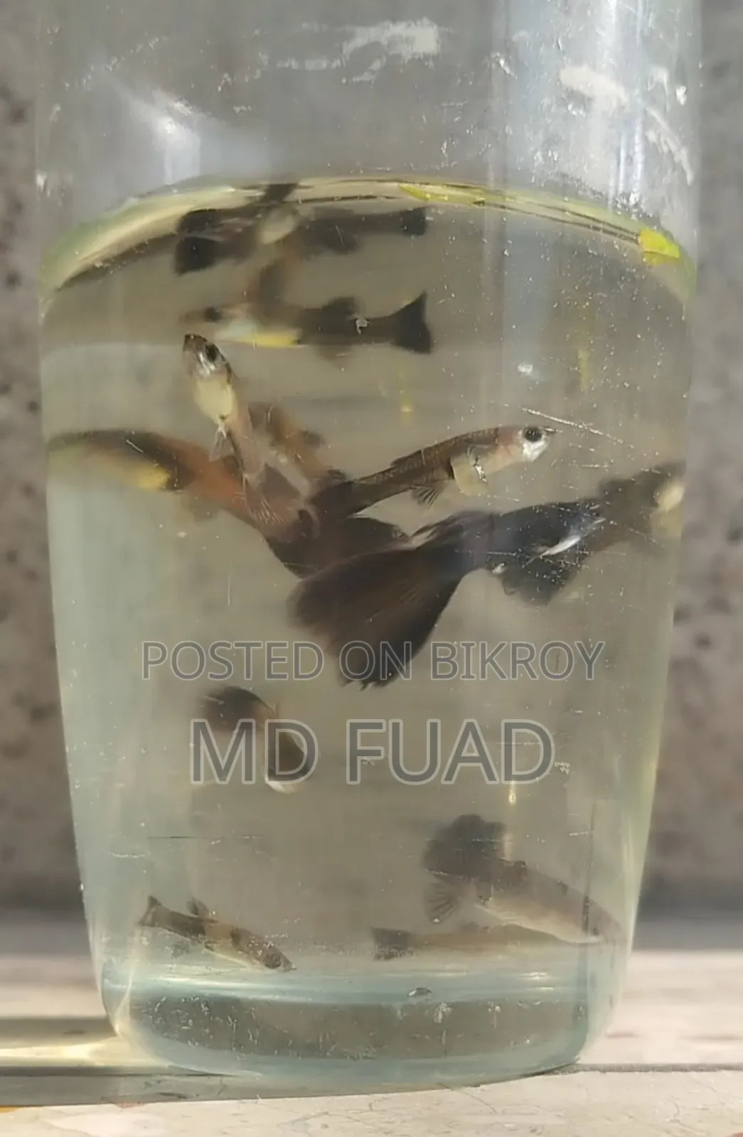 Black Moscow Guppy