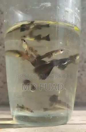 Black Moscow Guppy