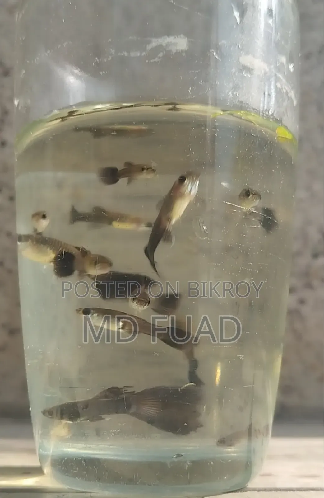 Black Moscow Guppy