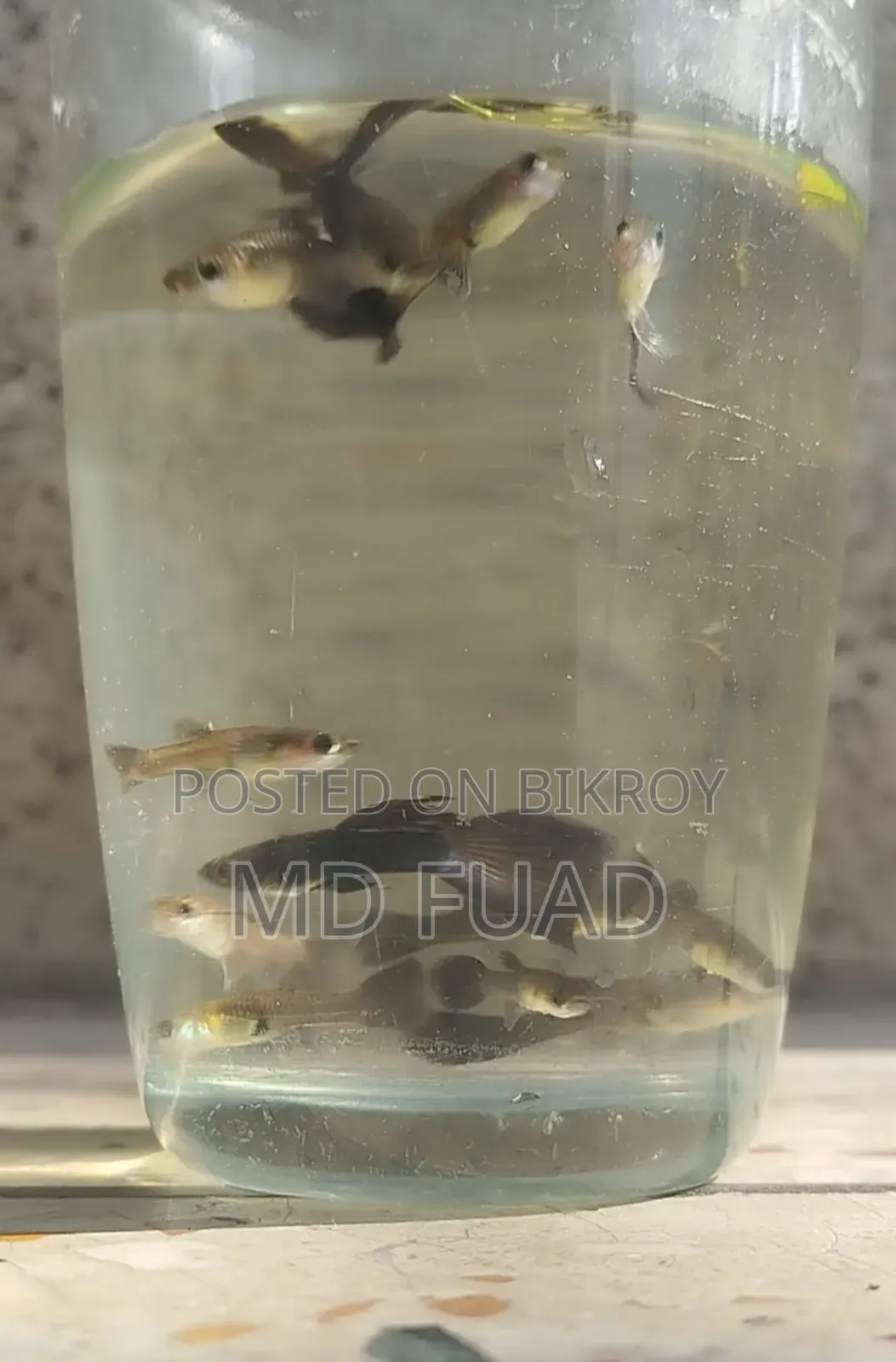 Black Moscow Guppy