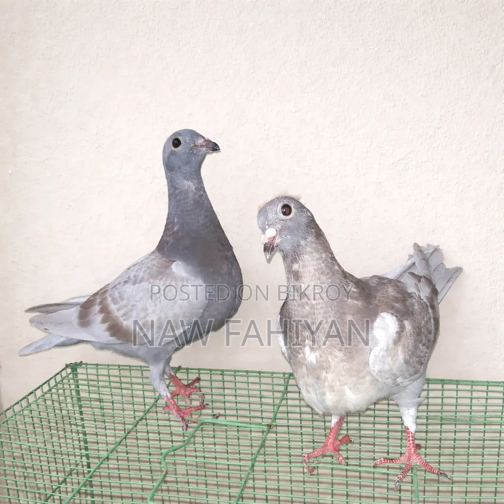 Racer Pigeon
