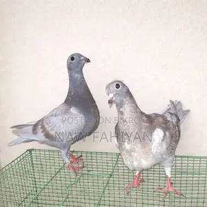 Racer Pigeon