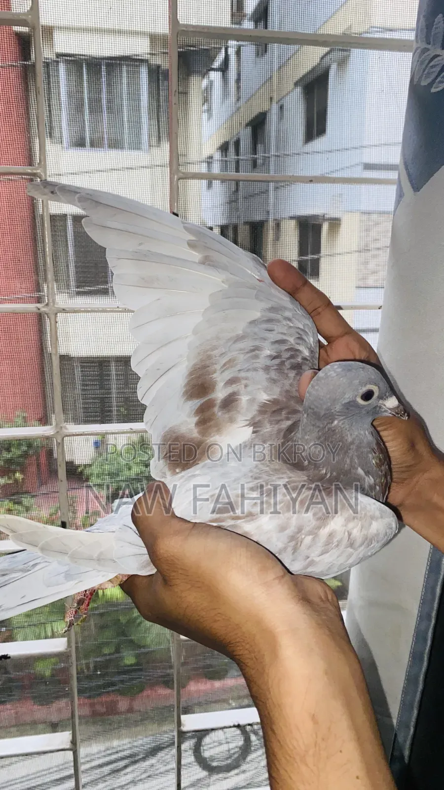 Racer Pigeon