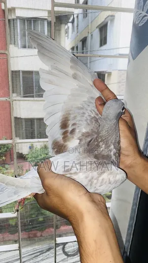 Racer Pigeon